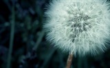 Beautiful plants close-up, dandelion HD wallpapers #11