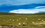 Plateau Qinghai beau fond d'écran de paysage #17