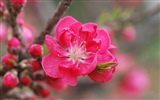 Pink peach flowers HD wallpaper