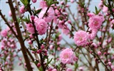 핑크 복숭아 꽃의 HD 벽지 #2