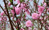 Pink peach flowers HD wallpaper #2