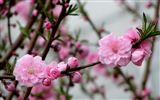 핑크 복숭아 꽃의 HD 벽지 #3