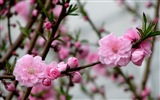 Pink peach flowers HD wallpaper #3