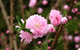 Pink peach flowers HD wallpaper #7