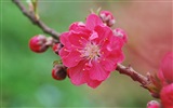 핑크 복숭아 꽃의 HD 벽지 #10