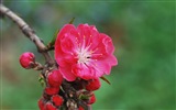 핑크 복숭아 꽃의 HD 벽지 #11