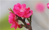핑크 복숭아 꽃의 HD 벽지 #12