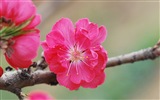 Pink peach flowers HD wallpaper #13