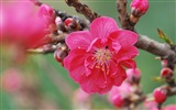 핑크 복숭아 꽃의 HD 벽지 #14