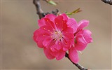 핑크 복숭아 꽃의 HD 벽지 #15