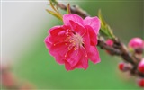 핑크 복숭아 꽃의 HD 벽지 #16