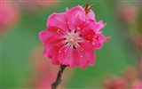 핑크 복숭아 꽃의 HD 벽지 #17