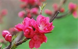 핑크 복숭아 꽃의 HD 벽지 #18