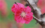 핑크 복숭아 꽃의 HD 벽지 #19