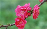 핑크 복숭아 꽃의 HD 벽지 #20