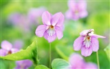 Hazy belles fleurs d'écran HD