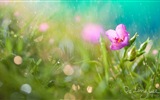 Hazy beautiful flowers HD wallpaper #8