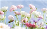 헷갈리는 아름다운 꽃의 HD 벽지 #11