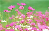 헷갈리는 아름다운 꽃의 HD 벽지 #15