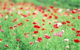 헷갈리는 아름다운 꽃의 HD 벽지 #17