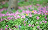 헷갈리는 아름다운 꽃의 HD 벽지 #20