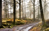 Sonnenschein Waldseen Schönheit der Natur HD Wallpaper #9