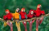 October 2014 Bing animal theme wallpaper