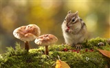 October 2014 Bing animal theme wallpaper #2