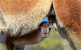 Octobre 2014 thème des animaux Bing fond d'écran #4