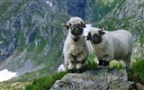 Octobre 2014 thème des animaux Bing fond d'écran #7