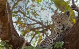 Octobre 2014 thème des animaux Bing fond d'écran #8