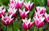 Belles fleurs de tulipes, de Windows 8 fonds d'écran HD à thème #1