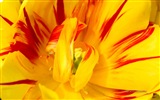 Belles fleurs de tulipes, de Windows 8 fonds d'écran HD à thème #2