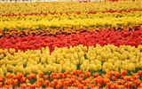 Belles fleurs de tulipes, de Windows 8 fonds d'écran HD à thème #5