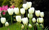 美麗的鬱金香花，Windows 8 主題高清壁紙 #7