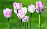 Hermosas flores de tulipán, Ventanas fondos de pantalla de alta definición de 8 temáticos #9