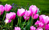 Belles fleurs de tulipes, de Windows 8 fonds d'écran HD à thème #11