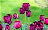 Belles fleurs de tulipes, de Windows 8 fonds d'écran HD à thème #12