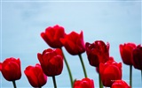 Belles fleurs de tulipes, de Windows 8 fonds d'écran HD à thème #13