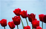 Beautiful tulip flowers, Windows 8 theme HD wallpapers #13