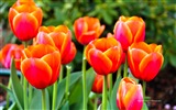 Belles fleurs de tulipes, de Windows 8 fonds d'écran HD à thème #14
