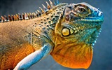 Colorful animal chameleon HD wallpapers