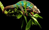 Barevné zvířat chameleon HD tapety na plochu #6