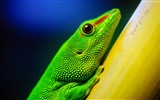 Animaux Fonds d'écran coloré caméléon HD #7