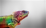 Barevné zvířat chameleon HD tapety na plochu #8