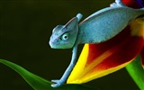 Barevné zvířat chameleon HD tapety na plochu #9