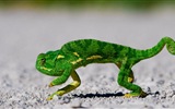 Animaux Fonds d'écran coloré caméléon HD #12