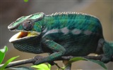 Animaux Fonds d'écran coloré caméléon HD #13