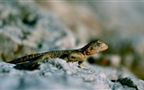 Animaux Fonds d'écran coloré caméléon HD #14