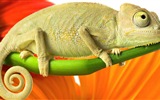 Barevné zvířat chameleon HD tapety na plochu #15